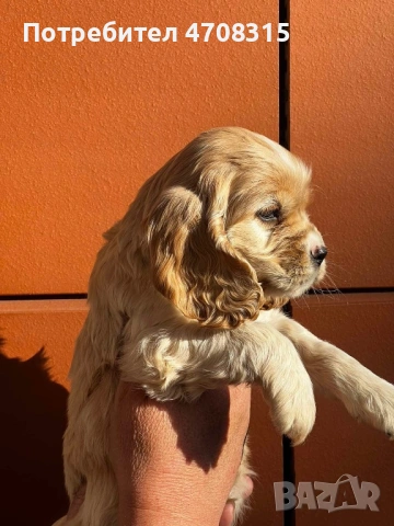 Кокер шпаньол страхотно момченце, снимка 4 - Кокер шпаньол - 53884467