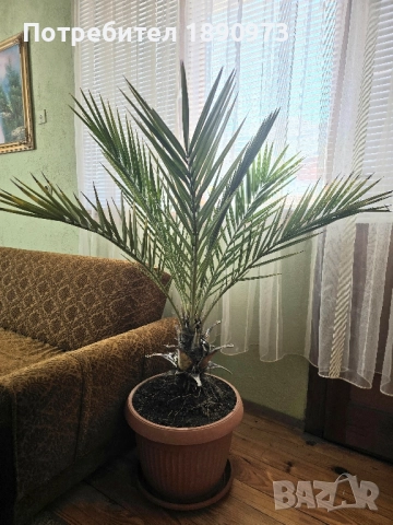 продавам палми