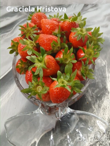 Продавам здрав разсад ягоди  целогодишни , снимка 7 - Сортови семена и луковици - 53945514