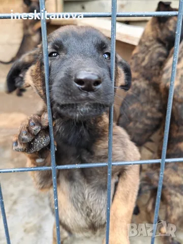🐕 ПРОДАВАТ СЕ КУЧЕНЦА МАЛИНОА 🐕, снимка 3 - Белгийска овчарка - 56230855