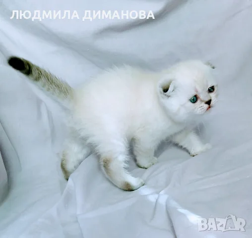 Клепоухо мъжко със сини очи 