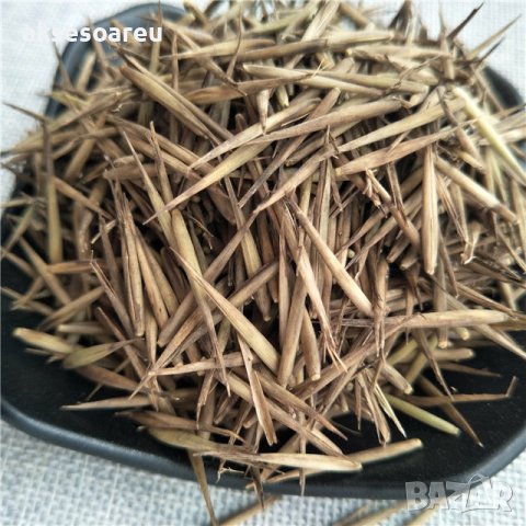 100 Семена от бамбук Moso-Bamboo красиво растение за декорация на вашата градина бамбук мосо бамбо б, снимка 15 - Сортови семена и луковици - 37774709