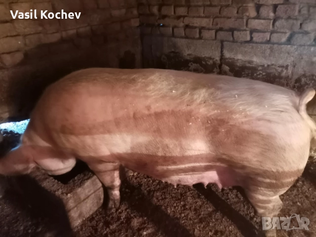 Продавам свинемаика с осем прасенца 