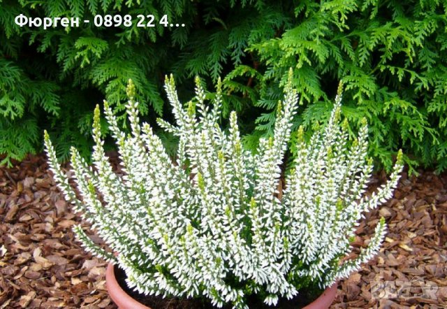 Ерика, снимка 7 - Разсади - 37473257