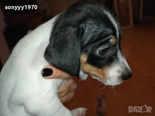 ДЖАК РЪСЕЛ БЕБЕШОЦИ 40 ДЕНА 0210251842, снимка 8 - Джак ръсел териер - 51924045