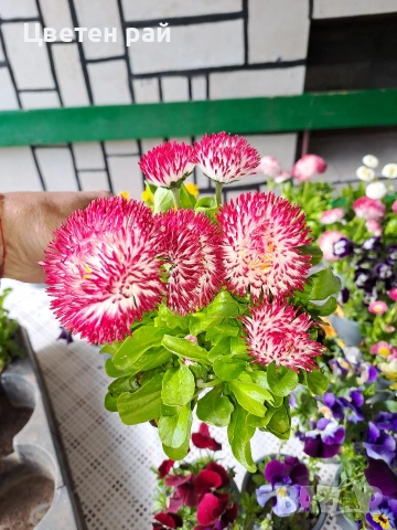 Парички 2€брой саксия , снимка 2 - Градински цветя и растения - 54222972