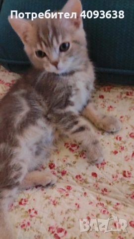 Продавам, снимка 3 - Британска късокосместа - 52562317