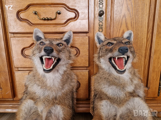 препариран чакал / трофей, снимка 5 - Декорация за дома - 54246354