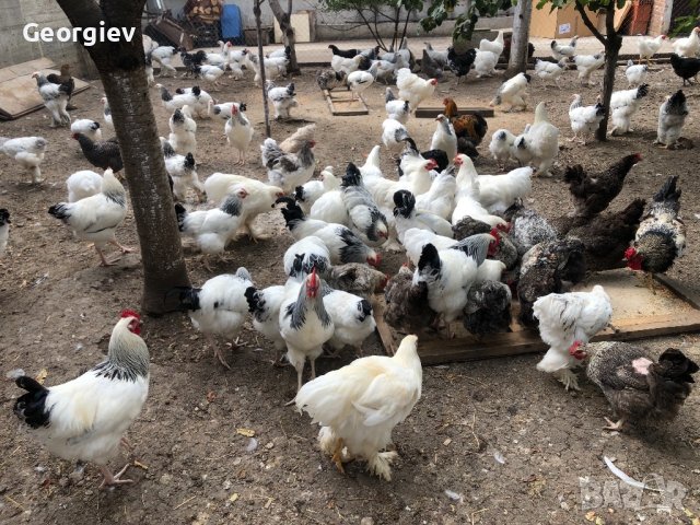 Колумбийска Брама , снимка 10 - Кокошки и пуйки - 42568589