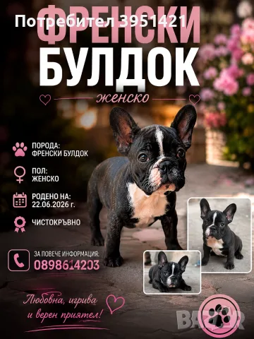 ФРЕНСКИ БУЛДОГ- 2 Ваксини / 