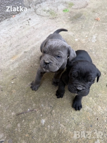 Кане корсо, снимка 2 - Кане корсо - 54104454