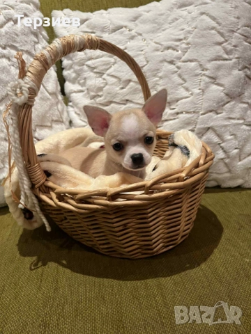 Чихуахуа момиченца Русе, снимка 2 - Чихуахуа - 52621769