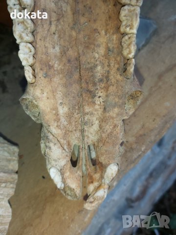 Стар череп от глиган, снимка 5 - Други ценни предмети - 44339783