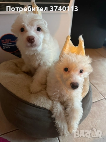 Китайско качулато куче (голо)