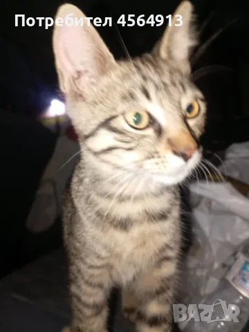 Подарявам  мъжко коте
