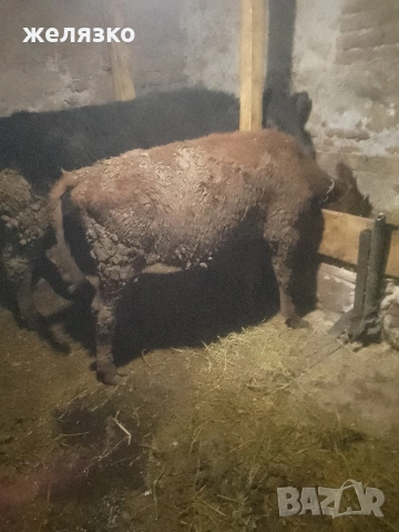 телета , снимка 2 - Крави - 53974237