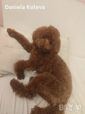 Пудел за разплод, снимка 4 - Търси партньор - 54286577