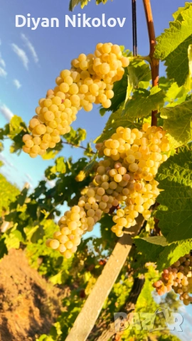 Продава се Грозде:Мускат отонел,Юниблан,Ркацител,Димят, снимка 1