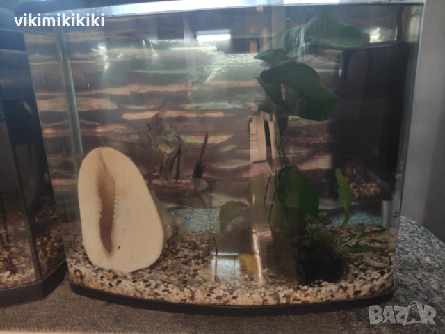 Аквариум, снимка 3 - Аквариуми - 42060992