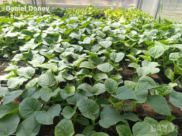 СВОБОДЕН РАЗСАД ДИНИ И ПЪПЕШИ, снимка 2 - Разсади - 54334652