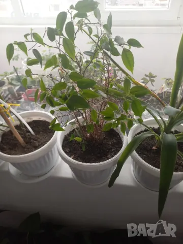 Фикус,бенджамин ,кактуси,юка,замиокулкас  и др.едри цветя, снимка 7 - Стайни растения - 45380559