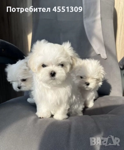 Малтийска болонка мини., снимка 2 - Болонка - 52970389