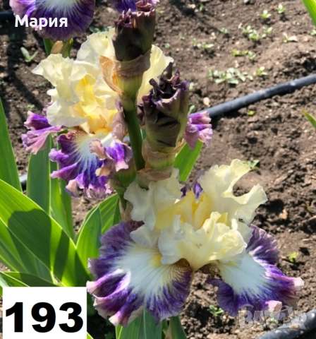 Сортови вискоки ириси /брадати ириси, снимка 7 - Градински цветя и растения - 51459213