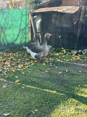 Чифт тулузки гъски, снимка 2 - Патици и гъски - 52772368