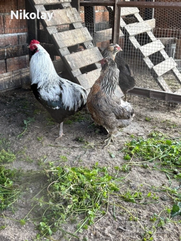 Продавам оплодени яйца, снимка 6 - други­ - 54131842