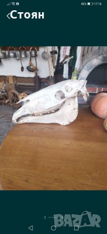 Череп на кон, снимка 2 - Стръв и захранки - 35468365