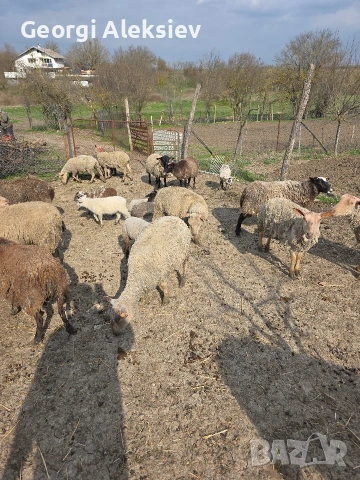23 броя овце от месодайни породи 