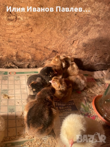 Яйца и пилета крем легбар и др., снимка 2 - други­ - 49709163