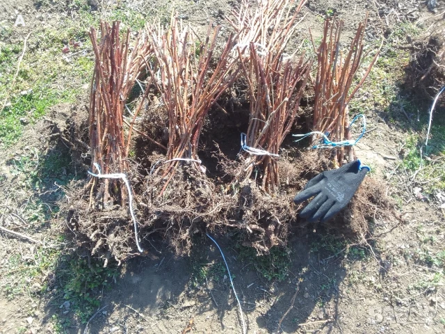 Продавам разсад малини сорт Херитидж, снимка 2 - Разсади - 51203461