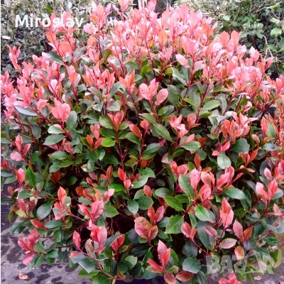 Фотиния Литъл ред Робин, снимка 4 - Градински цветя и растения - 51252940