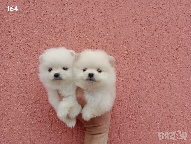 Мини мъжки Померани. Реални снимки от 28.04.2026 г. 