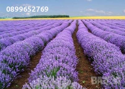 Лавандула Севтополис, снимка 1