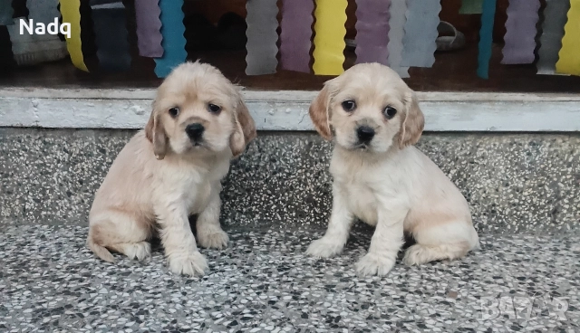 Кокер шпаньол 