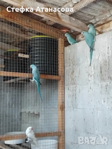 Малки Александри, снимка 3 - Папагали - 50990222