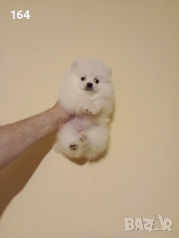 Померани. Реални снимки от 15.04.26 г. , снимка 4 - Померан - 54233030