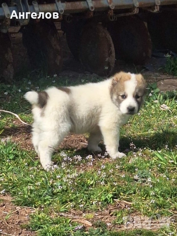 Алабай(средноазиатска овчарка)