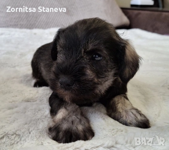 Мини (цверг) шнауцери, снимка 7 - Други - 54016098