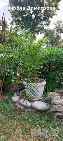 Това е Канарска финикова палма (Phoenix canariensis). , снимка 4 - Градински цветя и растения - 55846239