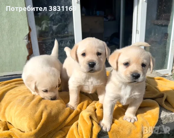 Продавам лабладори , снимка 2 - Лабрадор ретривър - 56433848