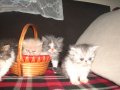 Малки пухкави и гладкокосмести персийчета, снимка 3