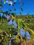 🍑☀️ НАТУРАЛНИ СУШЕНИ НА СЛЪНЦЕ СИНИ СЛИВИ ОТ ЕЛЕНСКИЯ БАЛКАН ☀️🍑, снимка 10