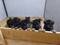 Малки немски овчарки, снимка 8