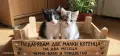 котенца малки коте, снимка 1