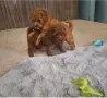 мини пуделкучета, снимка 1