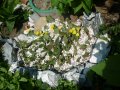 Студоустойчиви кактуси Опунция (Бодлива круша) подходящи за Вашата красива градина, снимка 17