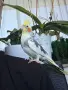 продавам папагал корела, снимка 2